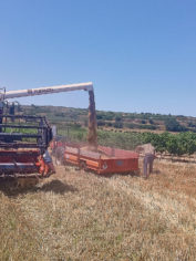 farine ble ancien vente ligne producteur herault