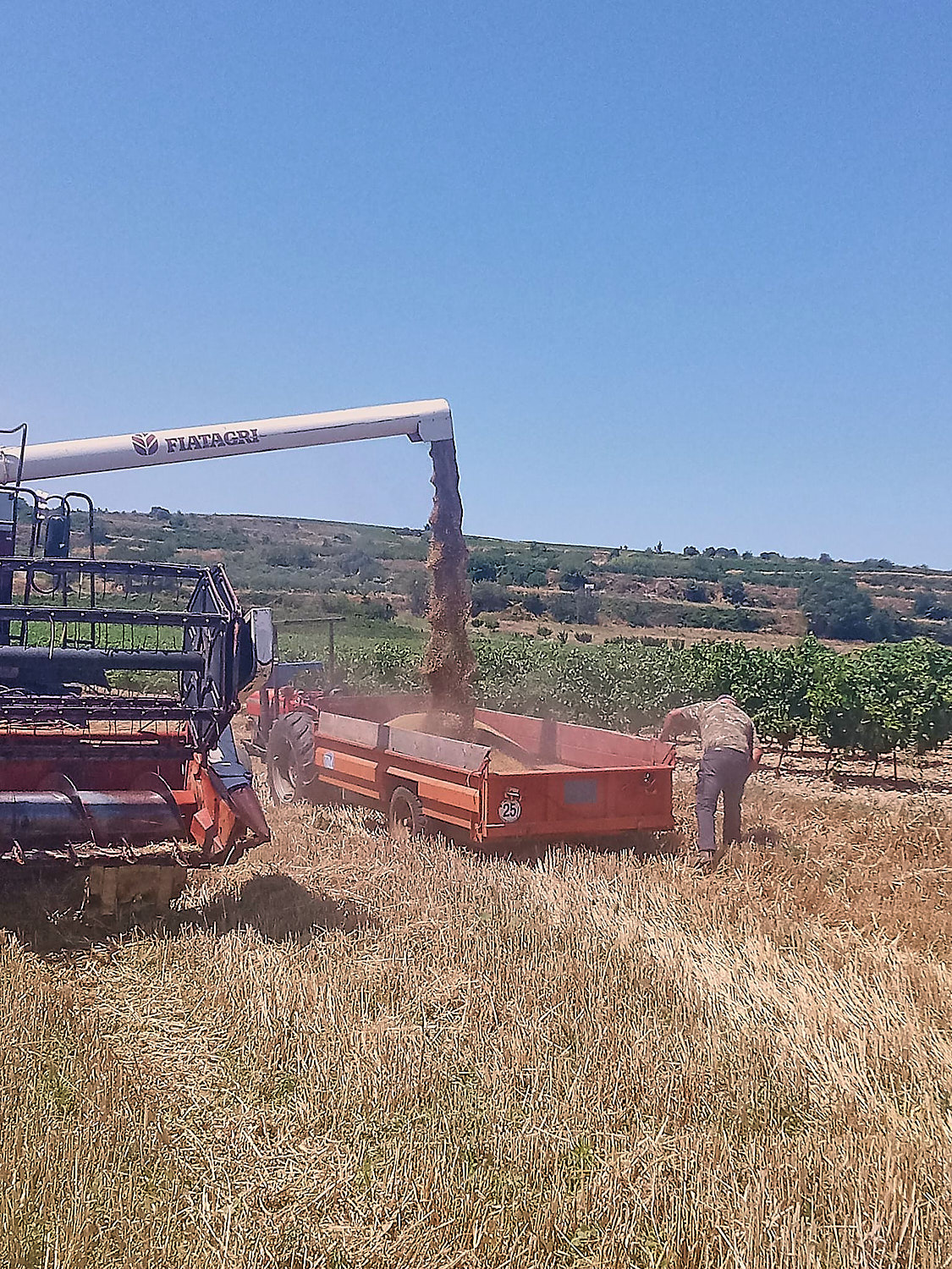 farine ble ancien vente ligne producteur herault