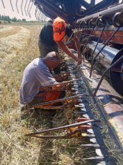 farine ble ancien vente ligne producteur herault