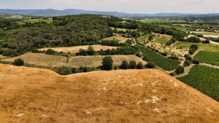 farine ble ancien huile olive vente ligne