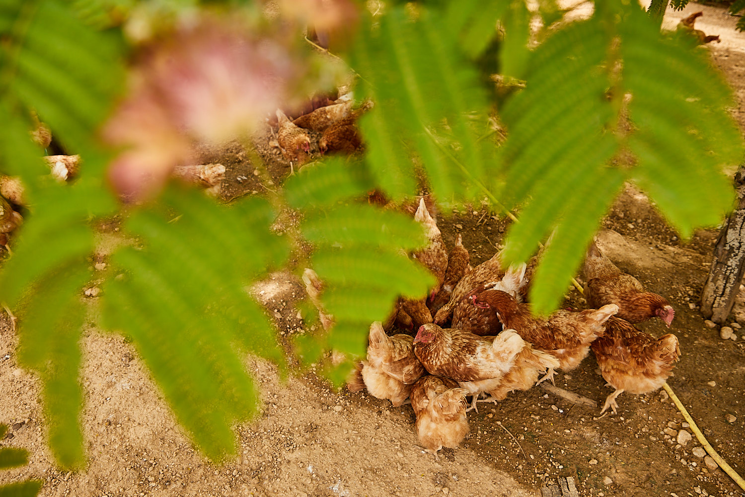 farine ble ancien vente ligne producteur herault