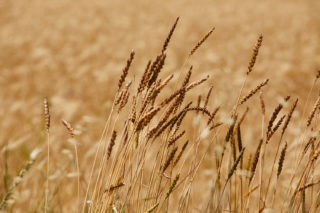 farine ble ancien vente ligne producteur herault